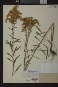 Solidago missouriensis image