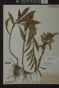 Solidago missouriensis image