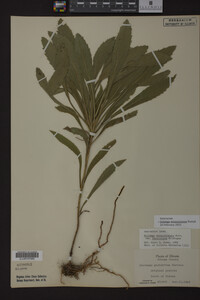 Solidago missouriensis image