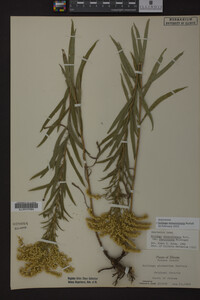 Solidago missouriensis image