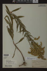 Solidago missouriensis image