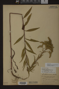 Solidago missouriensis image