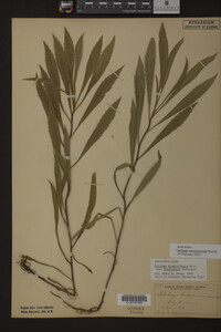 Solidago missouriensis image