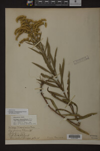 Solidago missouriensis image