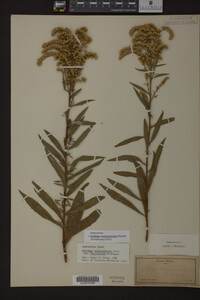 Solidago missouriensis image