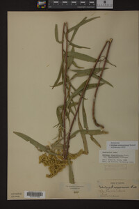 Solidago missouriensis image