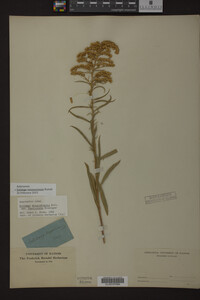 Solidago missouriensis image