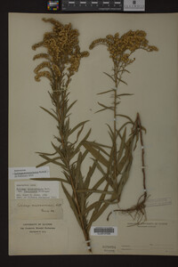 Solidago missouriensis image