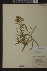 Solidago missouriensis image