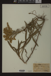 Solidago missouriensis image