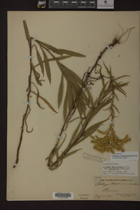 Solidago missouriensis image