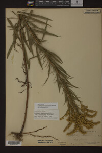 Solidago missouriensis image