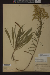 Solidago missouriensis image