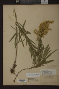 Solidago missouriensis image