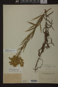 Solidago missouriensis image