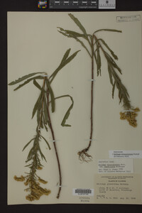 Solidago missouriensis image