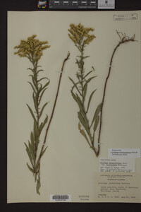 Solidago missouriensis image