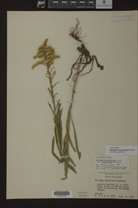 Solidago missouriensis image