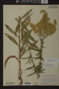 Solidago missouriensis image