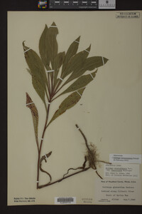 Solidago missouriensis image