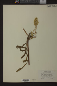 Solidago missouriensis image