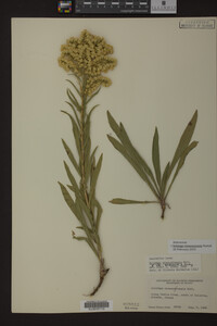 Solidago missouriensis image