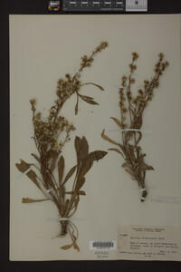 Solidago missouriensis image