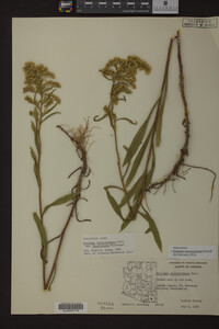 Solidago missouriensis image