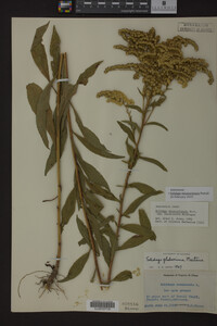 Solidago missouriensis image