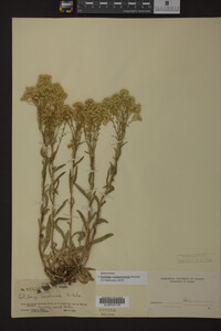 Solidago missouriensis image