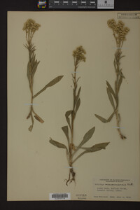 Solidago missouriensis image