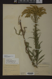 Solidago missouriensis image