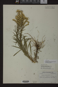 Solidago missouriensis image