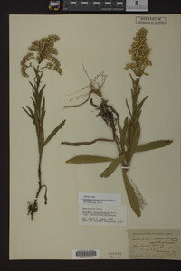 Solidago missouriensis image