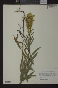 Solidago missouriensis image