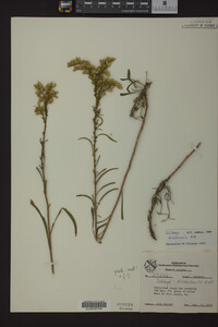 Solidago missouriensis image