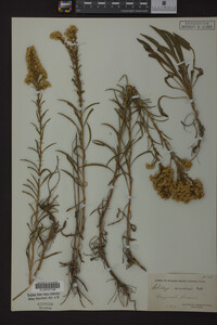 Solidago missouriensis image