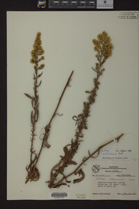Solidago missouriensis image