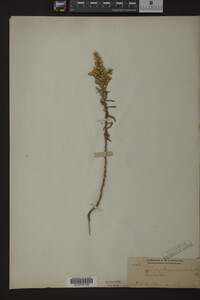 Solidago missouriensis image