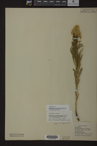 Solidago missouriensis image