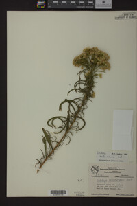 Solidago missouriensis image