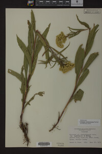 Solidago missouriensis image