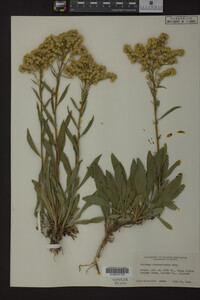 Solidago missouriensis image