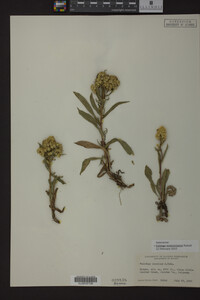 Solidago missouriensis image
