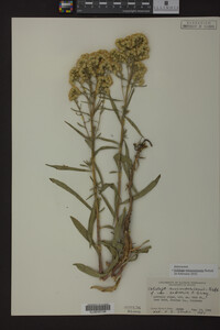 Solidago missouriensis image