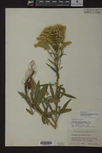 Solidago missouriensis image