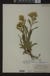 Solidago missouriensis image