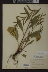 Solidago missouriensis image