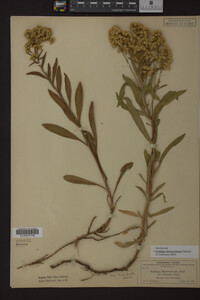 Solidago missouriensis image