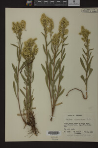 Solidago missouriensis image